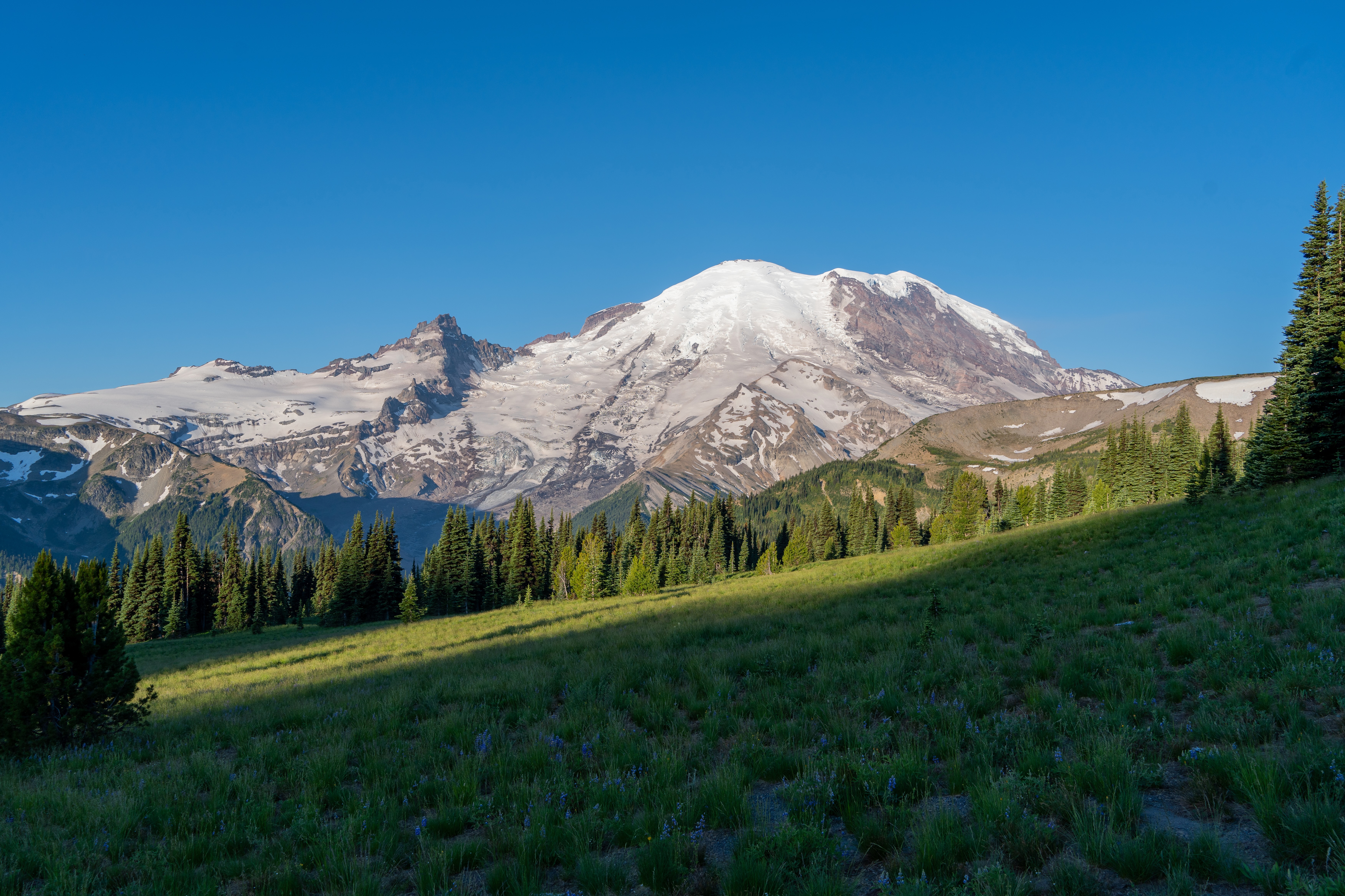 Mt. Rainier with Flower