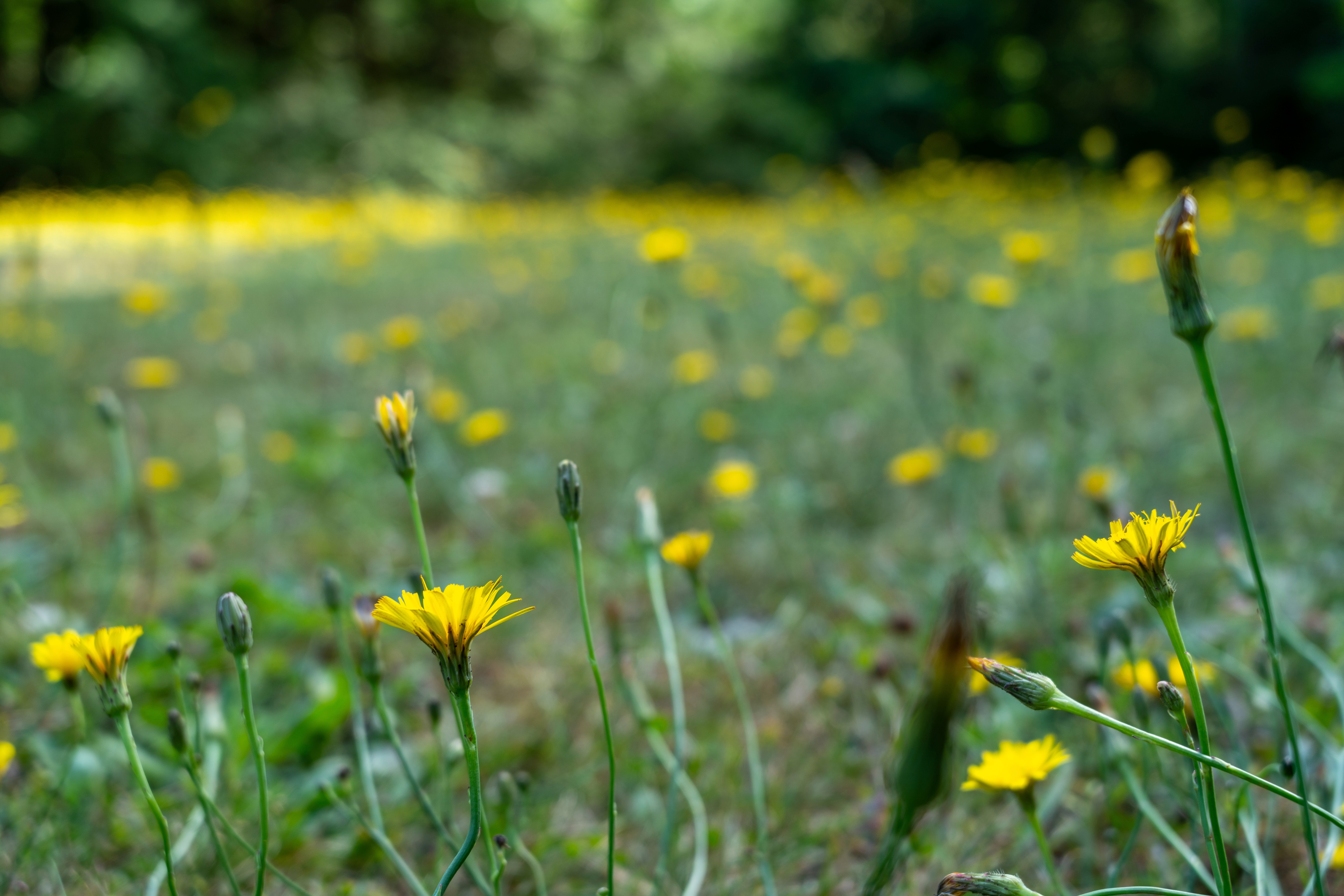 Dandelion Field