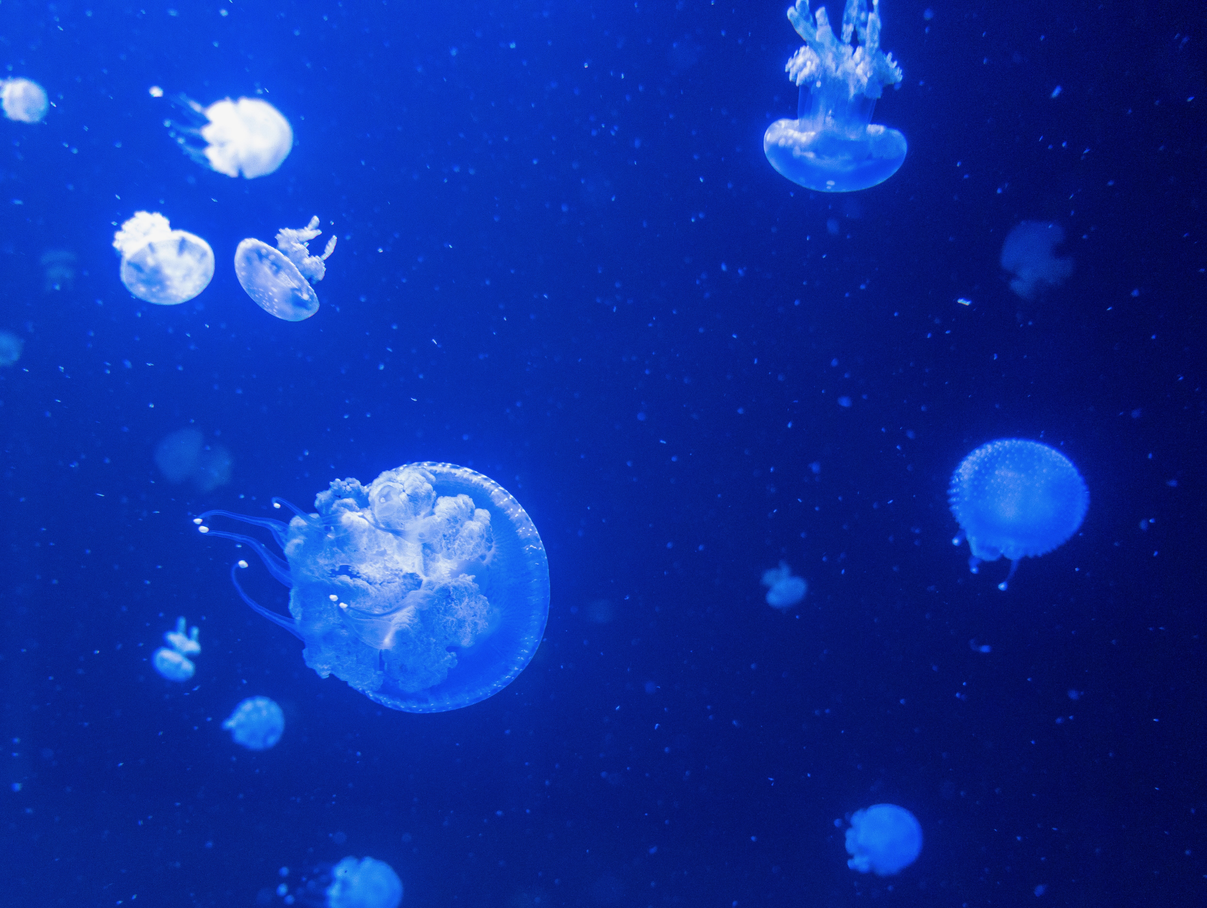 Blue jellyfish