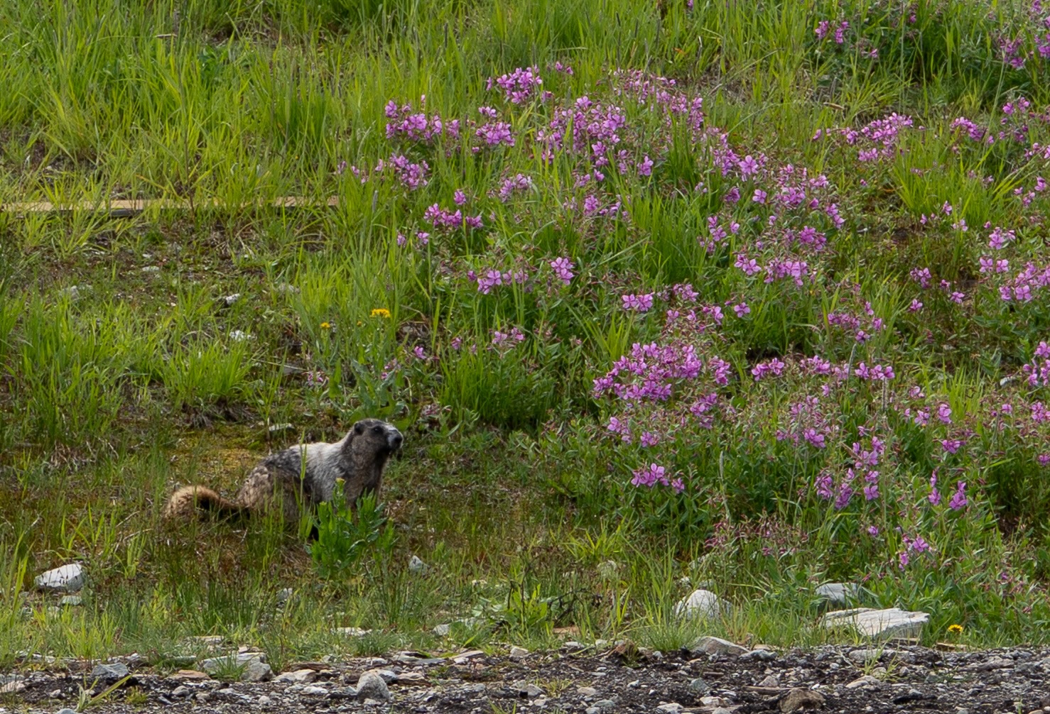 Marmot Whistler Mountains