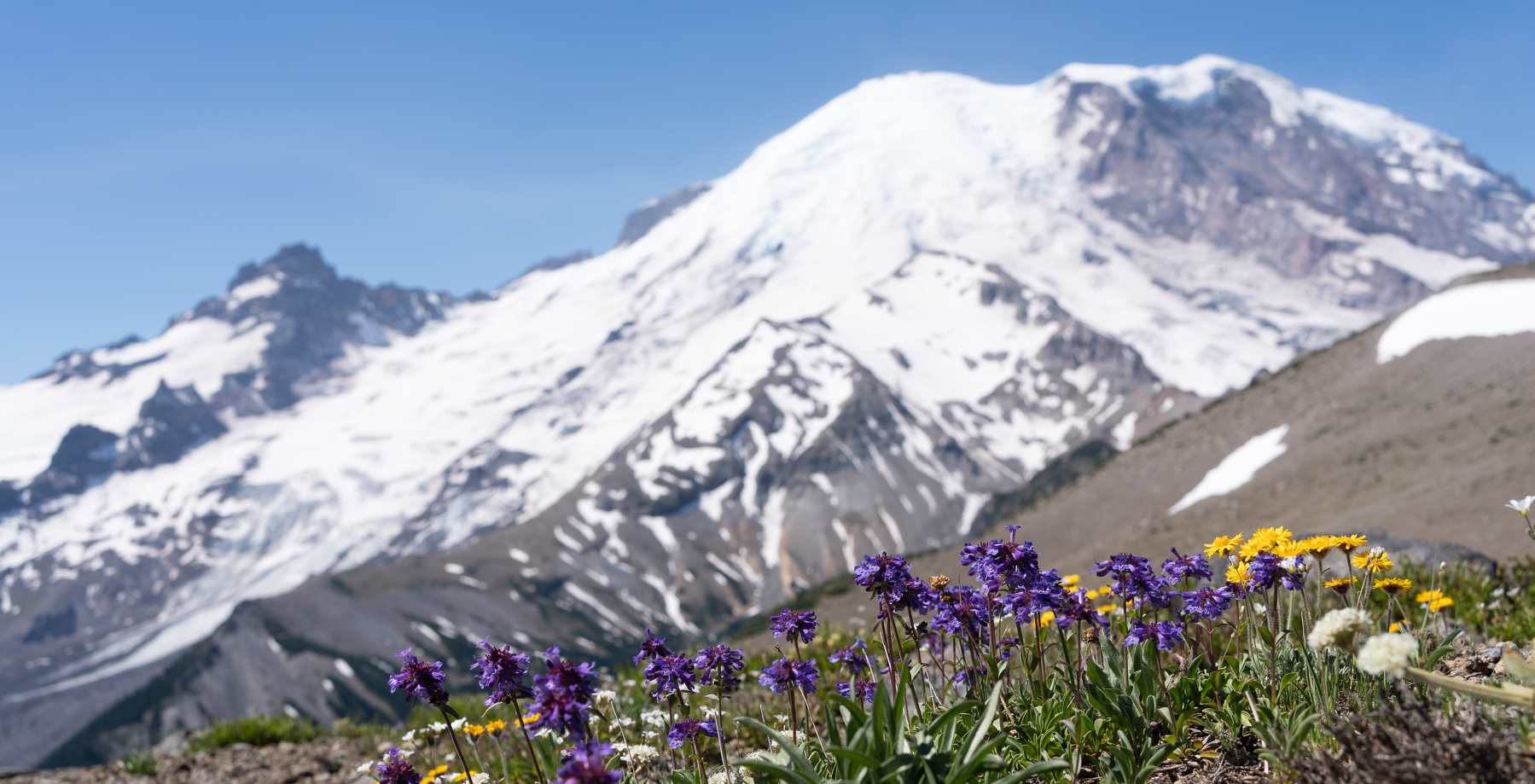 A field of colorful wildflowers rests in the foreground with a snow-capped mountain in the background under a clear blue sky.